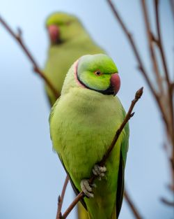 parrochetto tommi